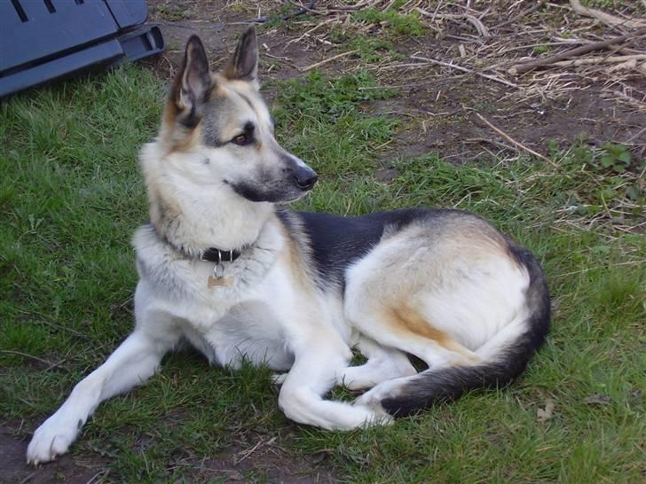 Blanding af racer Paw - "Var der nogen, der skulle have tæsk?" :b billede 5