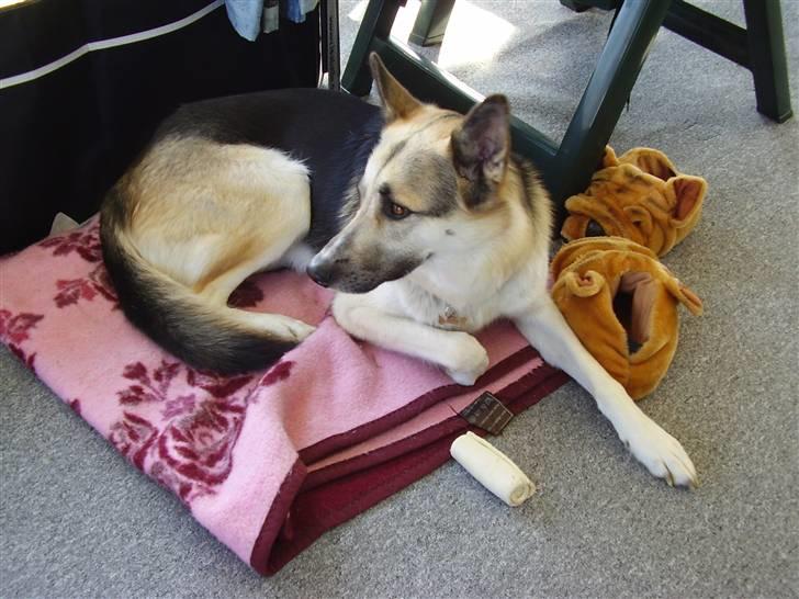 Blanding af racer Paw - Hygger på tæppet :) billede 6