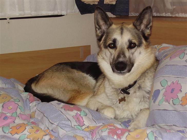 Blanding af racer Paw - Og når vi har det bedst; i sengen :b billede 7