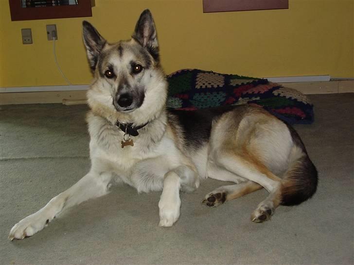 Blanding af racer Paw - "Er jeg ikke dejlig da?" :b billede 8