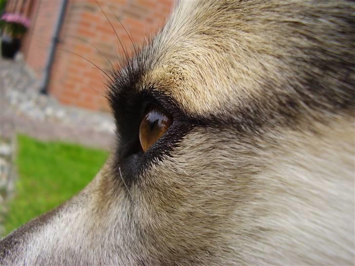 Blanding af racer Paw - Et lille "for-sjov-billede" da jeg kedede mig med kameraet den ene dag :b billede 9