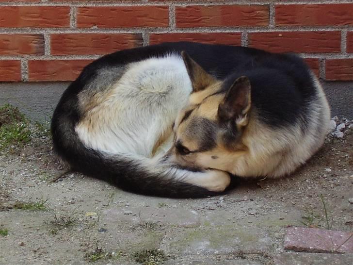 Blanding af racer Paw - "Nå, vil ingen snakke med mig? Så er jeg bare fornærmet" billede 10