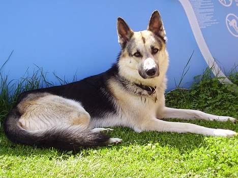 Blanding af racer Paw - "Det var alligevel lige lidt for varmt i solen. Det er bedre i skyggen" :b billede 11