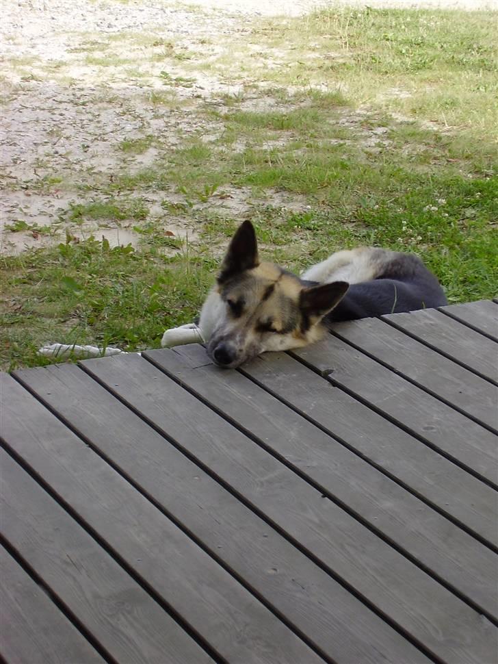 Blanding af racer Paw - Og hans hovede er meget ofte tungt :b billede 12