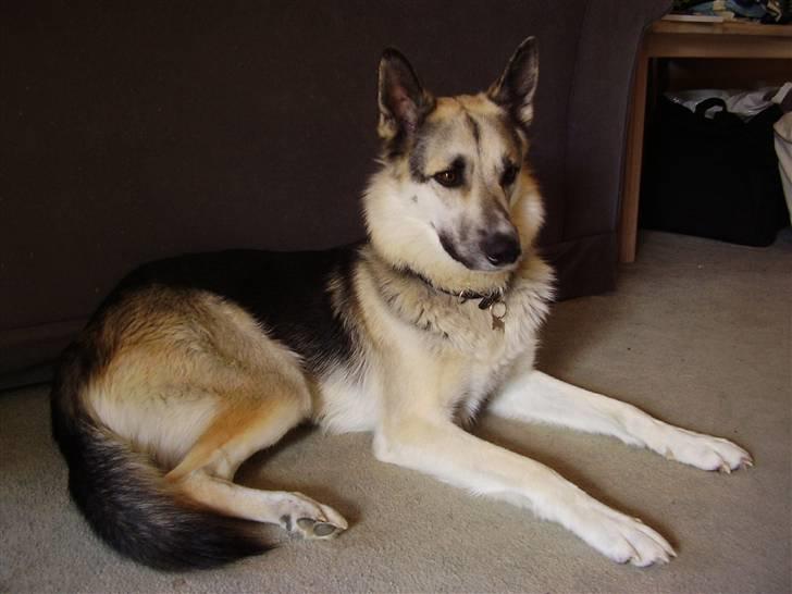 Blanding af racer Paw - "Hvorfor tager du altid billeder af mig?" :b billede 13