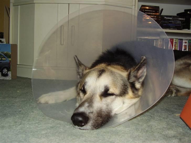 Blanding af racer Paw - Og efter han var blevet kastreret billede 14