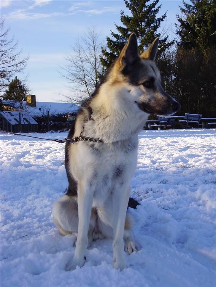 Blanding af racer Paw - På en kælketur med familien :b billede 15