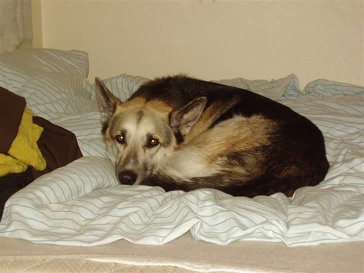 Blanding af racer Paw - "Jeg sover altså." billede 16