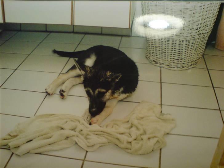 Blanding af racer Paw - Efter en tur i bad. :p billede 17