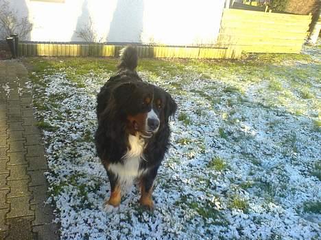 Berner sennenhund Elvis - Dette billede er taget den 22/01-2007 . så det er det nyeste af ham billede 9