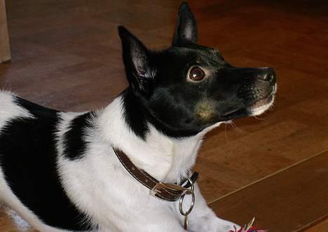 Dansk svensk gaardhund Bella - hehe, jeg leger. (: billede 1