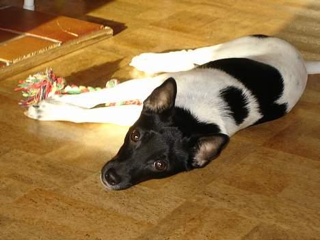 Dansk svensk gaardhund Bella - mmh, det er dejligt at lige her i solen på det varme gulv.. billede 2