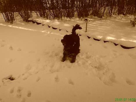 Cavalier king charles spaniel zimba - mm endelig kom der sne :) billede 12