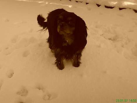 Cavalier king charles spaniel zimba - hvor er det her altså bare dejligt  billede 13