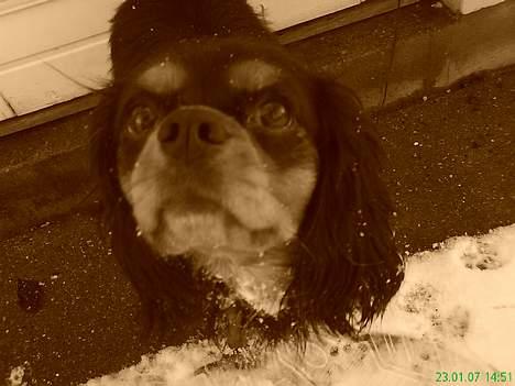 Cavalier king charles spaniel zimba - gir du en mys til mig ?? billede 14