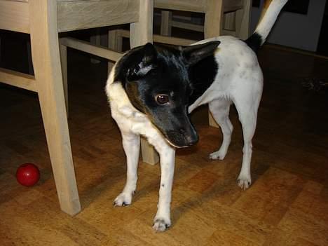 Dansk svensk gaardhund Bella - hov .. var der ikk noget der bevægede sig derhenne?! billede 3