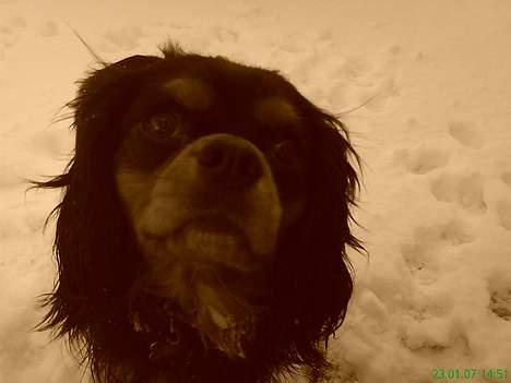 Cavalier king charles spaniel zimba - se jeg charmer ´for min mor  billede 15