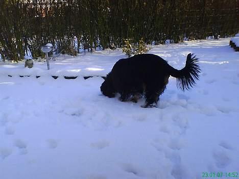 Cavalier king charles spaniel zimba - mon der er gemt et kødben hernede  billede 16