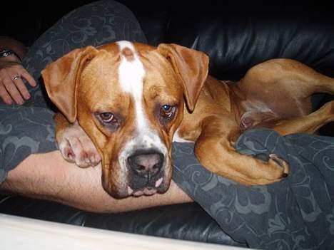 Amerikansk bulldog Chivas billede 10