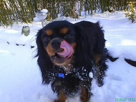 Cavalier king charles spaniel zimba - mooor jeg elsker sne  billede 17