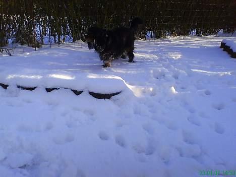 Cavalier king charles spaniel zimba - leger lige lidt man ved aldrig hvor langt tid det bliver  billede 18