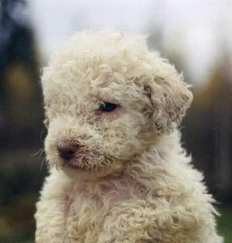 Lagotto romagnolo Crisantemo Lapinlumon - Fra da han var hvalp billede 1