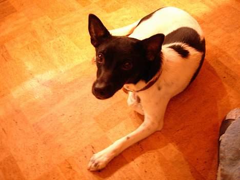 Dansk svensk gaardhund Bella - hvad er der? jeg ligger lige så godt her? .. billede 4