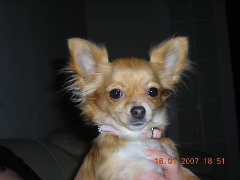 Chihuahua Emmy *Himmelhund* billede 6