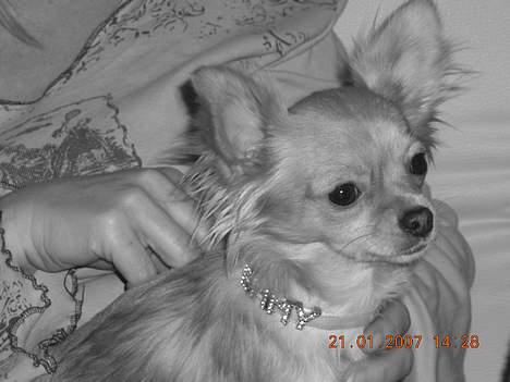 Chihuahua Emmy *Himmelhund* billede 7