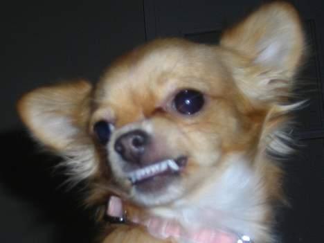 Chihuahua Emmy *Himmelhund* - hun(d) djævlen Emmy:)  billede 8