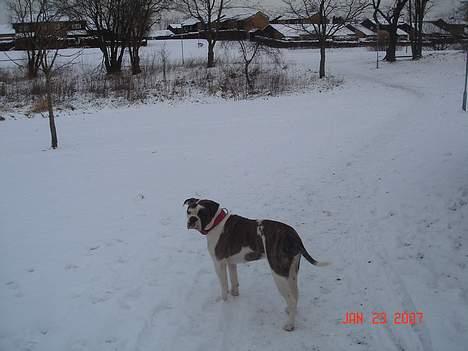 Olde english bulldogge Østergaards Britney - Sneen er god at lege i   :) billede 16