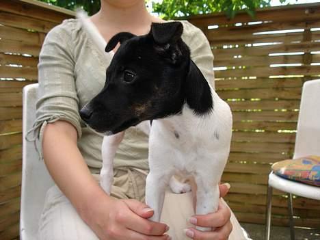 Dansk svensk gaardhund Bella - her står jeg jo godt.. billede 5