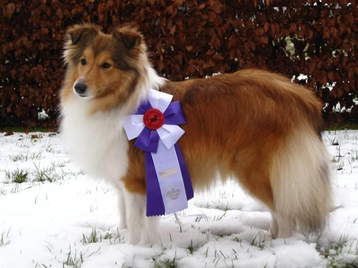 Shetland sheepdog Sonja - Sonja vandt sit første EXC på Fredericia udstillingen d. 14 feb. 09. billede 2