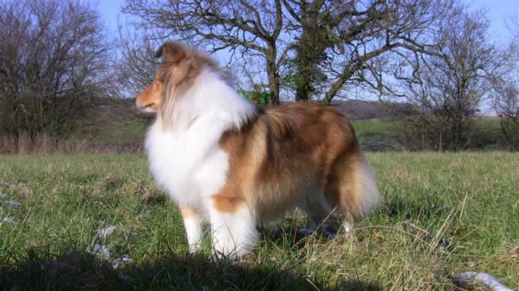 Shetland sheepdog Sonja billede 3