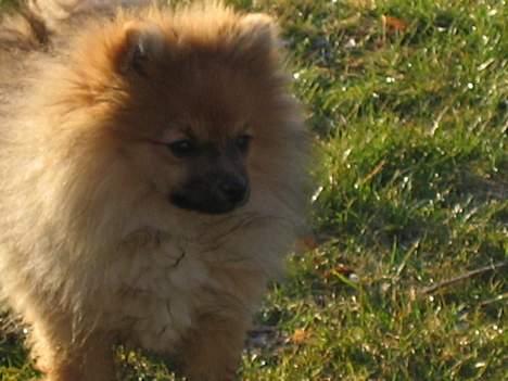 Pomeranian bobbie - Her er hun ude og lege i haven, som hun syntes godt om... For der skal man ikke have snor på... billede 1