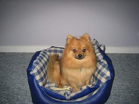 Pomeranian bobbie - bobbie i sin sofa... billede 2