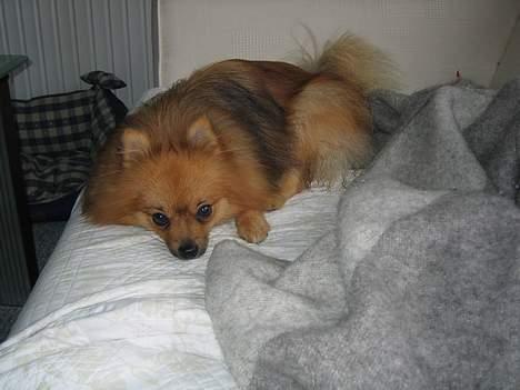 Pomeranian bobbie - ligger lige og slapper af i min/vores seng... billede 3