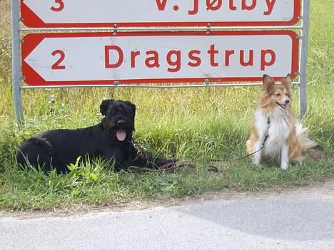 Blanding af racer Lassie - os ved et vejskilt i vores by..! billede 12