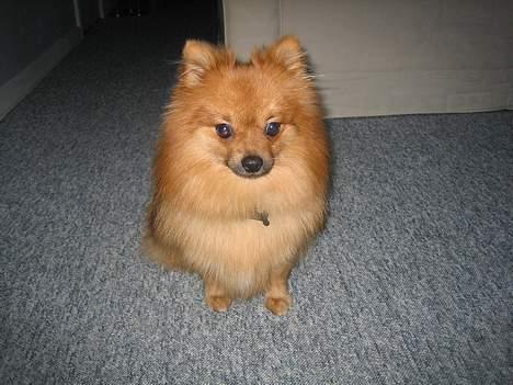 Pomeranian bobbie billede 4
