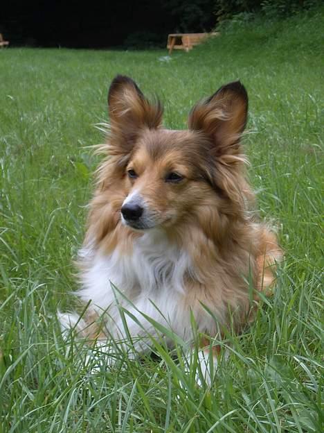 Blanding af racer Lassie - hov hva har de gang i derover..?! billede 13