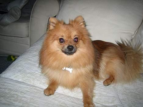 Pomeranian bobbie - ligger lige i sofaen og hygger... billede 5
