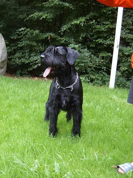 Riesenschnauzer Nikita billede 12