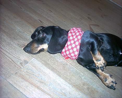 Gravhund Mille  - Charme (: billede 12