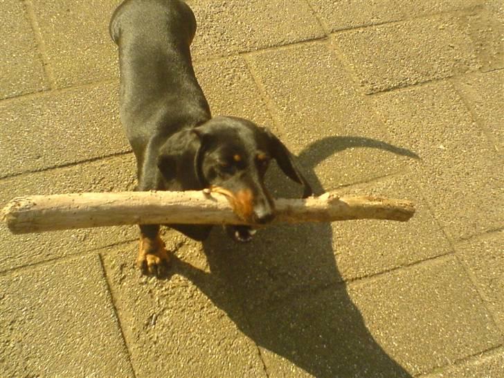 Gravhund Mille  billede 13