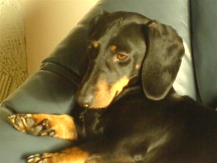 Gravhund Mille  billede 14