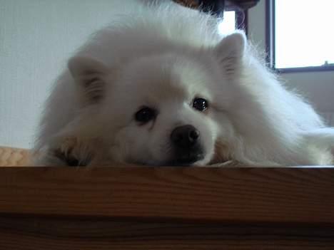 Japansk spids Chiki´s Miko - Kæft man, er han ikke bare lidt dejlig? billede 10