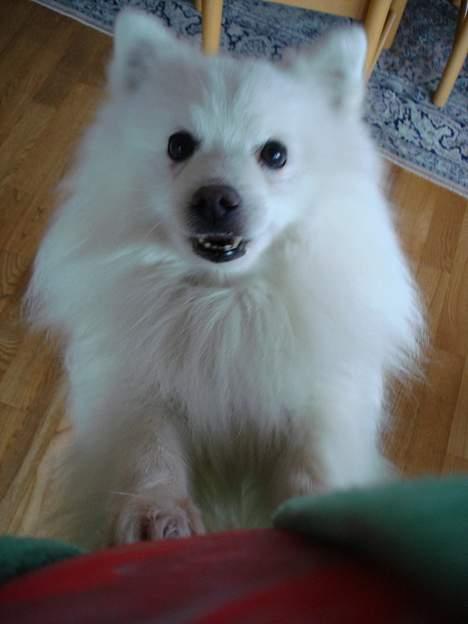 Japansk spids Chiki´s Miko - hihi :) billede 11