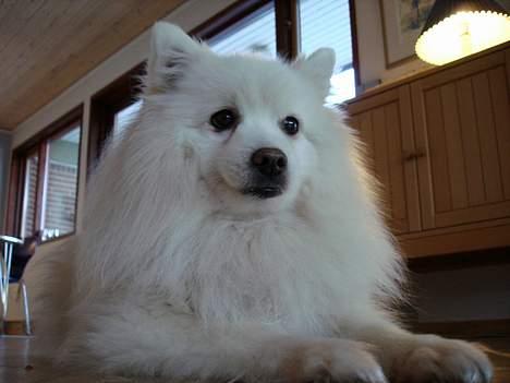 Japansk spids Chiki´s Miko billede 12