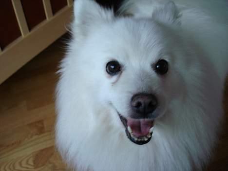 Japansk spids Chiki´s Miko - :D billede 13