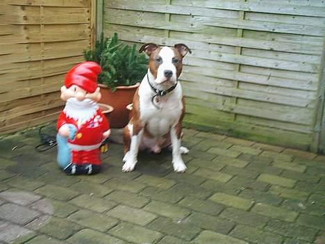 Amerikansk staffordshire terrier Keiko - Hey i skal ikke pakke julius ned han kan jo ikke gøre for det ikke er jul mere billede 17